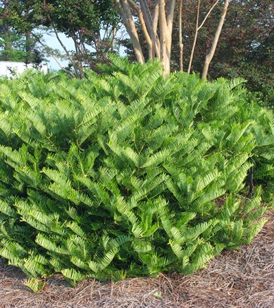 Spreading Japanese Plum Yew Prostrata